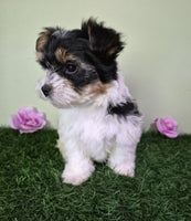 Biewer Terrier