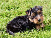 Yorkshire Terrier