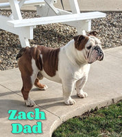Winston Male AKC English Bulldog $2350