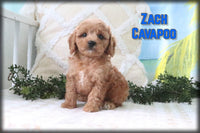 Zach Male Cavapoo $850