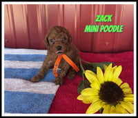 Zack Male ACA Mini Poodle $975
