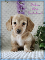 Mini Dachshund