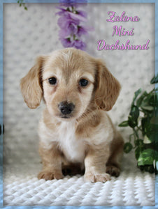 Mini Dachshund