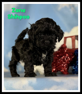 Shihpoo