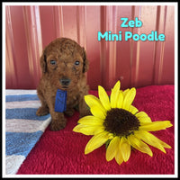 Zeb Male ACA Mini Poodle $975