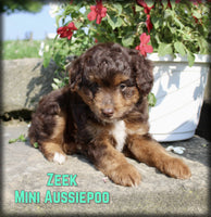 Zeek Male Mini Aussiepoo $995