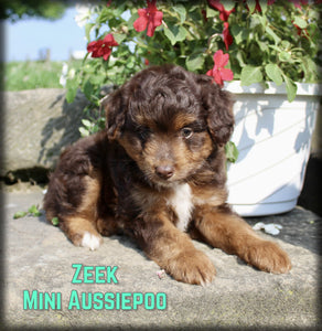  Mini Aussiepoo