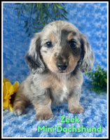 Zeek Male AKC Mini Dachshund $2650