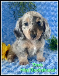 Mini Dachshund