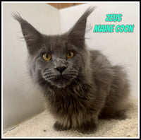 Zeus Male Maine Coon $1200