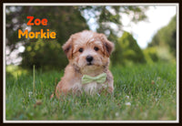 Zoe Male Morkie $1600