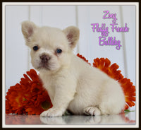 Zoey Female AKC Fluffy French Bulldog $1950