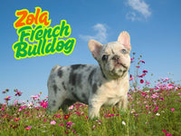 Zola Female French Bulldog $1950
