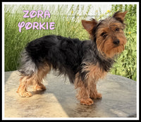 Yorkshire Terrier
