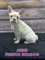 Abbie Female AKC French Bulldog $1000