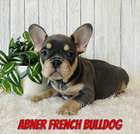 Abner Male AKC French Bulldog $3200