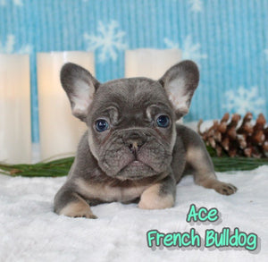 French Bulldog