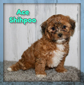  Shihpoo