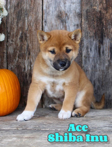 Shiba Inu