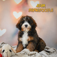  Bernedoodle