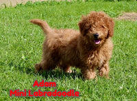 Mini Labradoodle