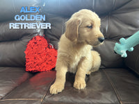 Alex Male AKC Golden Retriever $650