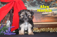 Alex Male Morkie $865