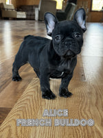 Alice Female AKC French Bulldog $1800