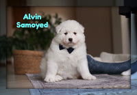 Alvin Male AKC Samoyed $2400