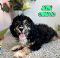 Alvin Male Cavapoo $750