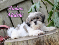 Malshi