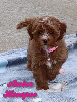 Amber Female Havapoo $1495