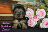 Amber Female Yorkshire Terrier $1250