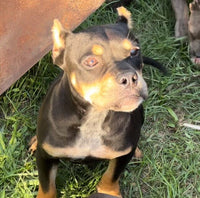 American Pocket Bully