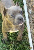 American Pocket Bully