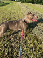 American Bully