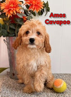 Amos Male Cavapoo $750