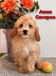 Cavapoo