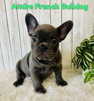 Andre Male AKC French Bulldog $3000