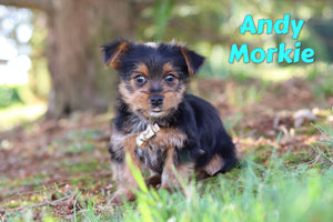 Morkie