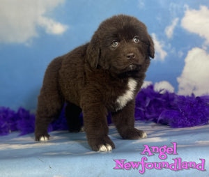 Newfoundland