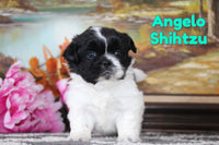 Angelo Male Shihtzu $800