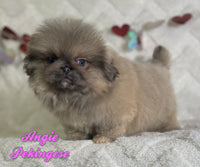 Angie Female ACA Pekingese $2125