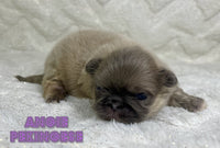 Pekingese