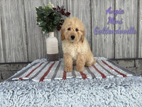 Angie Female Mini Goldendoodle $800