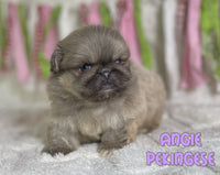 Angie Female ACA Pekingese $2125