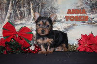 Anna Female Yorkshire Terrier $1195