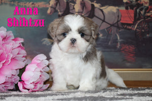 Shihtzu