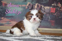 Anna Female Shihtzu $795