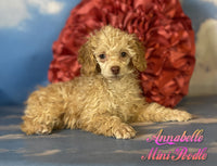 Annabelle Female ACA Mini Poodle $925